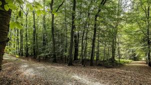 La Commission avance une «stratégie» pour protéger, préserver, restaurer et mieux gérer les forêts.