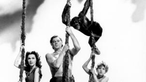 Dans «Tarzan trouve un fils» (1939) de Richard Thorpe, Cheetah avec Johnny «Tarzan» Weissmuller, Maureen O