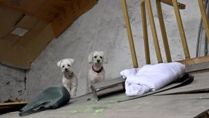 Deux chiens attendent d’être secourus à Trooz, commune fortement touchée par les inondations.