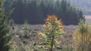 Selon un expert, la gestion des forêts en Wallonie et même en Belgique permet jusqu’ici de limiter les risques.