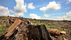 Selon la FAO, 420 millions d’hectares de forêts ont été perdus entre 1990 et 2020.