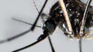 la dengue, transmise par un moustique, infecte chaque année jusqu’à 400 millions de personnes dans le monde. Un quart d’entre elles en sont malades, tandis que des milliers en décèdent.