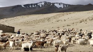 Dans le désert froid du Changthang, au Ladakh, avec les familles nomades de Kharnak, qui vivent dans des conditions difficiles à 5.000m d’altitude. Ce campement d’été, avec les troupeaux de yaks, chèvres pashmina et moutons, se situe près du col de Tanglangla à 5.300 m.