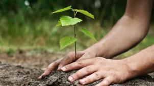 Le-MONREC-veut-planter-des-arbres-pour-contrer-la-chaleur-en-Birmanie