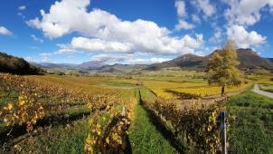 La Savoie, ce sont 2.200 hectares de vignes plantées sur un terrain exigeant, avec des panoramas à couper le souffle. Les vins y sont produits à partir de plus de 20 cépages différents.