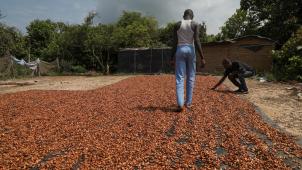 L’Europe interdira l’importation de cacao s’il a été cultivé sur des parcelles déforestées ou dégradées après la fin 2020. Cela concerne aussi bien la déforestation illégale que légale.