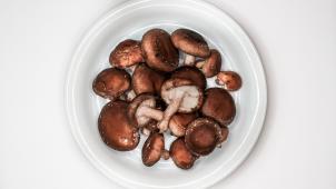 Le shiitake est aujourd’hui le deuxième champignon le plus cultivé au monde après le champignon de Paris et il s’épanouit à merveille dans nos contrées.