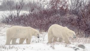 Les ours polaires sont de plus en plus victimes d’une tique vecteur de la tularémie, une bactérie qui cause des fièvres et peut se transmettre aux humains.