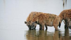 Malgré leur mauvaise réputation, les hyènes figurent parmi les mammifères les plus sociaux. Le jeune mâle issu de la femelle dominante pourrait jouer dans le «remake» animalier du film «Tanguy».