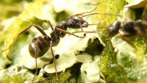 Pour cette étude, on a utilisé une espèce de fourmis très commune, la formica fusca.