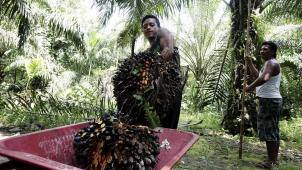 L’accaparement des terres que les cultures de palmiers à huile dans les pays du sud se fait au détriment des populations locales.