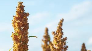 Du quinoa en Belgique, c’est possible, à condition que l’été ne soit pas trop pluvieux...