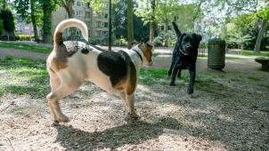 Les vétérinaires sont unanimes: la plupart des chiens ont besoin de pouvoir se défouler sans laisse.