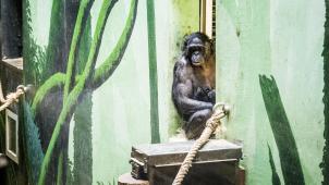 Depuis vingt ans, les bonobos font partie des animaux les plus visités au parc zoologique de Planckendael.