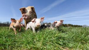 Le secteur porcin a progressé de 34% vers le bio, mais ne représente qu’une goutte d’eau face à la production nationale.