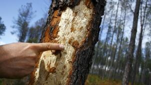 Ce qui inquiète la Confédération du bois, c’est que l’arrêté du gouvernement wallon du 16 juillet 2020 a cessé de prendre ses effets le 31 octobre 2021.