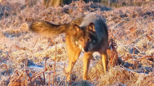 Akéla, le premier loup installé en Wallonie, dans les Hautes Fagnes. L’un de ses fils vient d’attaquer 35 moutons près de Nassogne…