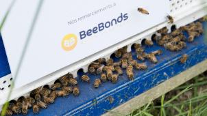 Pour chaque projet financé, BeeBonds achète une ruche et la place chez un apiculteur en Belgique.