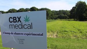 CBX medical a planté une parcelle à Grez-Doiceau, avec l’aide d’un agriculteur et les conseils d’universitaires et d’autres scientifiques.