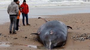 Ce lundi encore, une baleine à bec s’est échouée sur la plage de Sangatte, dans le nord de la France. Elle y est décédée.