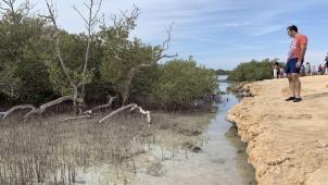 Les touristes qui pénètrent dans l’eau ou arrachent les feuilles des palétuviers sont la principale menace qui pèse sur la mangrove.
