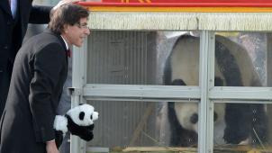 Le 23 février 2014, jour de l’arrivée à Zaventem de Hao Hao et Xing Hui, le couple de pandas géants qui allait prendre ses quartiers dans le jardin chinois de Pairi Daiza, notre pays plongeait dans la pandamania. La Premier ministre Elio di Rupo (PS) exultait devant les 120 journalistes couvrant l’événement.