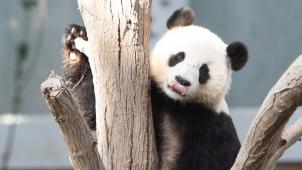 La «pièce panda» du puzzle Chine «reste très séduisante», remarque Olivier Arifon, professeur à l’université catholique de Lille. «Mais il y a toutes les autres…» Comme la répression des Ouïghours. «On est loin de l’image sympa du panda…»