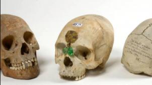 Les crânes ont été immédiatement retirés de la vente. La maison Vanderkindere, qui devrait les racheter à leur propriétaire, s’est engagée à les faire rapatrier.