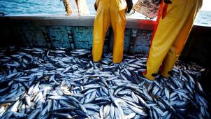 Parmi les poissons les plus mal en point, on trouve des espèces connues comme l’anchois, l’anguille, le hareng, le homard de Norvège, la sardine, le merlu ou encore comme ici, le maquereau.