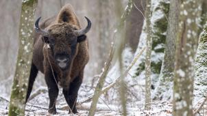 A cheval entre la Pologne et la Biélorussie, la dernière forêt primaire de basse altitude du Vieux Continent, Białowieza, constitue aussi le repaire des derniers bisons sauvages européens.