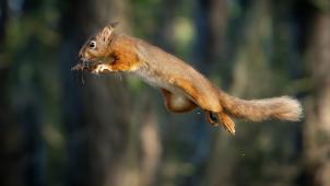 Un écureuil rouge volant montrant ses talents de ninja, le 25 janvier au Royaume-Uni.
