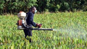 Les effets nocifs des pesticides touchent en particulier leurs premiers utilisateurs, soit les agriculteurs et les ouvriers agricoles travaillant souvent avec des moyens de protection minimaux.