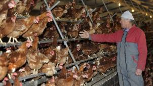 Le secteur wallon du poulet estime que le cahier de charge lié aux nouvelles appellations prévues par la Commission européenne n’est pas aussi strict. Et génère de la confusion chez le consommateur.