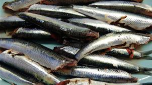 Fresh anchovies Anchois frais  08/09/2021