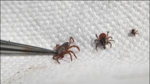 l to r wood tick,female deer tick and nymph of deer tick which is about as large as a period like this. GENERAL INFORMATION: Update on Lyme Disease and the continued spread of deer ticks throughout Minnesota. Health Department officials will show how they drag cloth through the woods to collect, count and assess deer ticks. 






PICTURE NOT INCLUDED IN THE CONTRACT