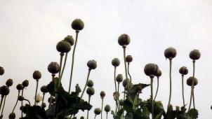 Un champ de pavot. L’opium est une drogue fabriquée à partir de cette plante.