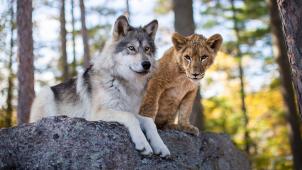 Le loup et le lion, élevés ensemble pour les besoins du film, se sont liés d’amitié.