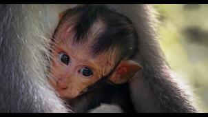 Le macaque japonais fait partie des animaux devant trouver de nouvelles façons de vivre.