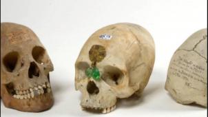 Les trois crânes proposés à la vente à l’automne 2022.