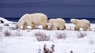Les ours polaires s’aventurent plus loin dans les terres pour se nourrir.