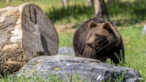 Un tout nouvel espace de près de deux hectares dédié à l’ours brun, dans le Parc Animalier du Domaine des Grottes de Han.
