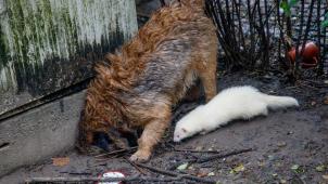Assistés par le chien d’alerte qui repère l’odeur des rats, les furets passent rapidement à l’attaque.