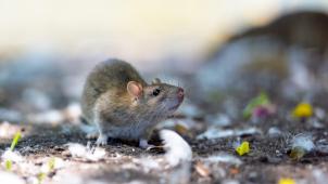 S’il apprécie la relative quiétude des égouts, le rat brun n’hésite jamais à remonter en surface pour s’emparer des restes de nourriture abandonnés par les habitants.