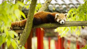 Les pandas roux Sur cette branche, vous avez cru voir un raton laveur qui se déplaçait à la manière d’un félin? Eh bien non, il s’agit en réalité d’un panda roux mâle, adorable petit animal appartenant à la famille des ailuridés, qui n’a rien à voir avec son homonyme le «panda géant». Le mot «panda» signifie simplement «mangeur de bambou». Celui-ci s’appelle Mohan. La femelle, Loha, a opté pour la vue depuis un autre arbre. Leurs soigneurs les nourrissent de fruits, de légumes et de croquettes folivores (à base de feuilles).