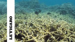 Dans les différentes mers du globe, le corail blanchit, conséquence directe du réchauffement des océans. Et, par voie de conséquence, c’est toute une partie de la biodiversité marine qui est menacée.