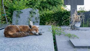 À Bruxelles, les renards se sentent chez eux. Plusieurs cimetières de l’agglomération abritent de discrètes familles.