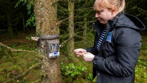 Chargée de mission Lynx au sein du Parc national de la vallée de la Semois, Cécile Lesire traque le félin à l’aide de caméras installées partout dans la forêt.