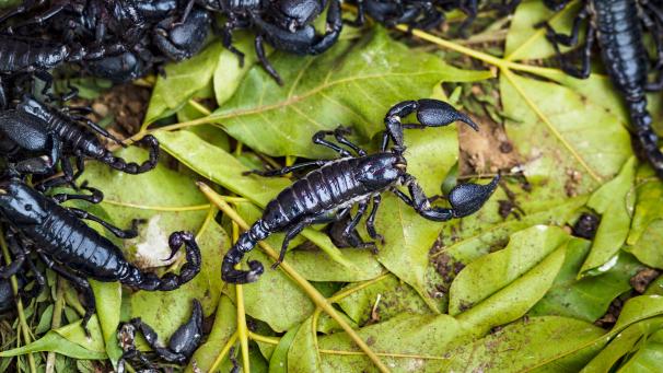Le scorpion
: les morsures de quelques espèces de scorpions présents en Afrique et en Asie peuvent être mortelles. Cet insecte ferait entre 3000 et 3500 victimes par an. ©Belgaimage