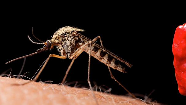 Le moustique
: cet insecte transmet de nombreuses maladies comme la malaria ou encore le paludisme, majoritairement dans les pays d’Afrique. Selon l’OMS, le paludisme a provoqué 584.000 décès en 2013. En 2015, 830.000 personnes seront décédées à cause d’une de ces maladies. ©Belgaimage