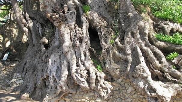 L’olivier de Roquebrune-Cap-Martin, dans les Alpes Maritimes. L’arbre aurait plus de 2.000 ans.